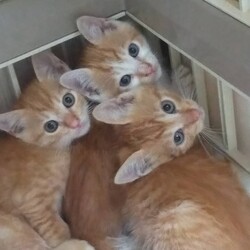 三重県桑名市６月１４日(日)第１０４回リトルパウエイド猫の譲渡会