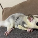フクモモの里親さん