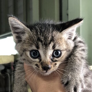野良猫ちゃん里親募集中