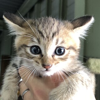 野良猫ちゃん里親募集中