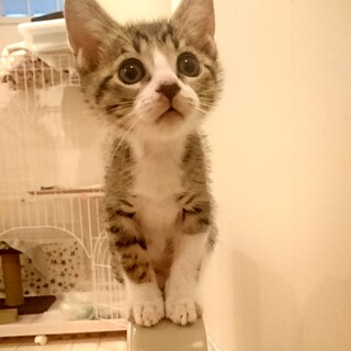 甘えん坊さんなキジシロの女の子（もうすぐ2ヶ月）