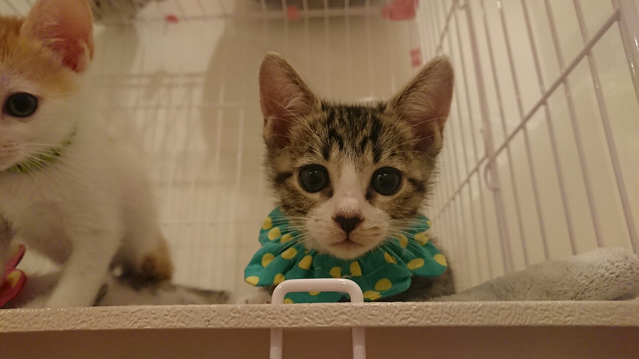 甘えん坊さんなキジシロの女の子（もうすぐ2ヶ月） サムネイル2