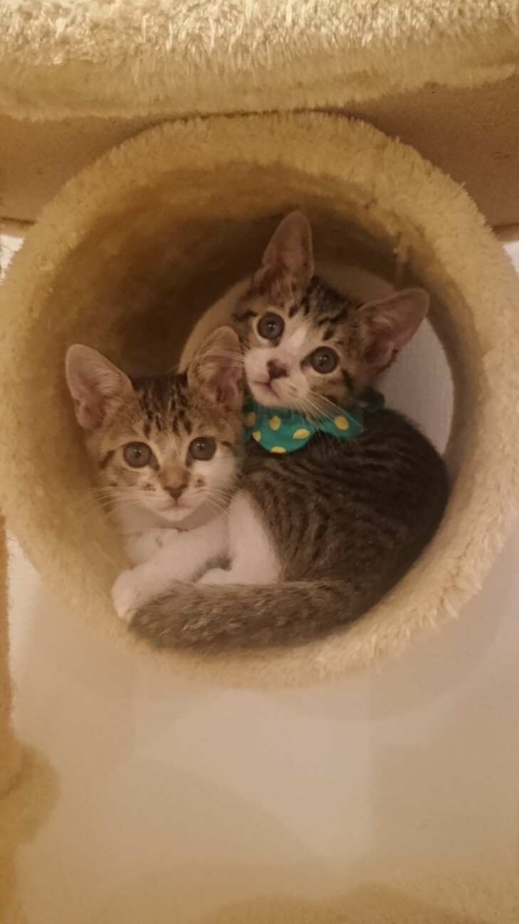 甘えん坊さんなキジシロの女の子（もうすぐ2ヶ月） サムネイル3