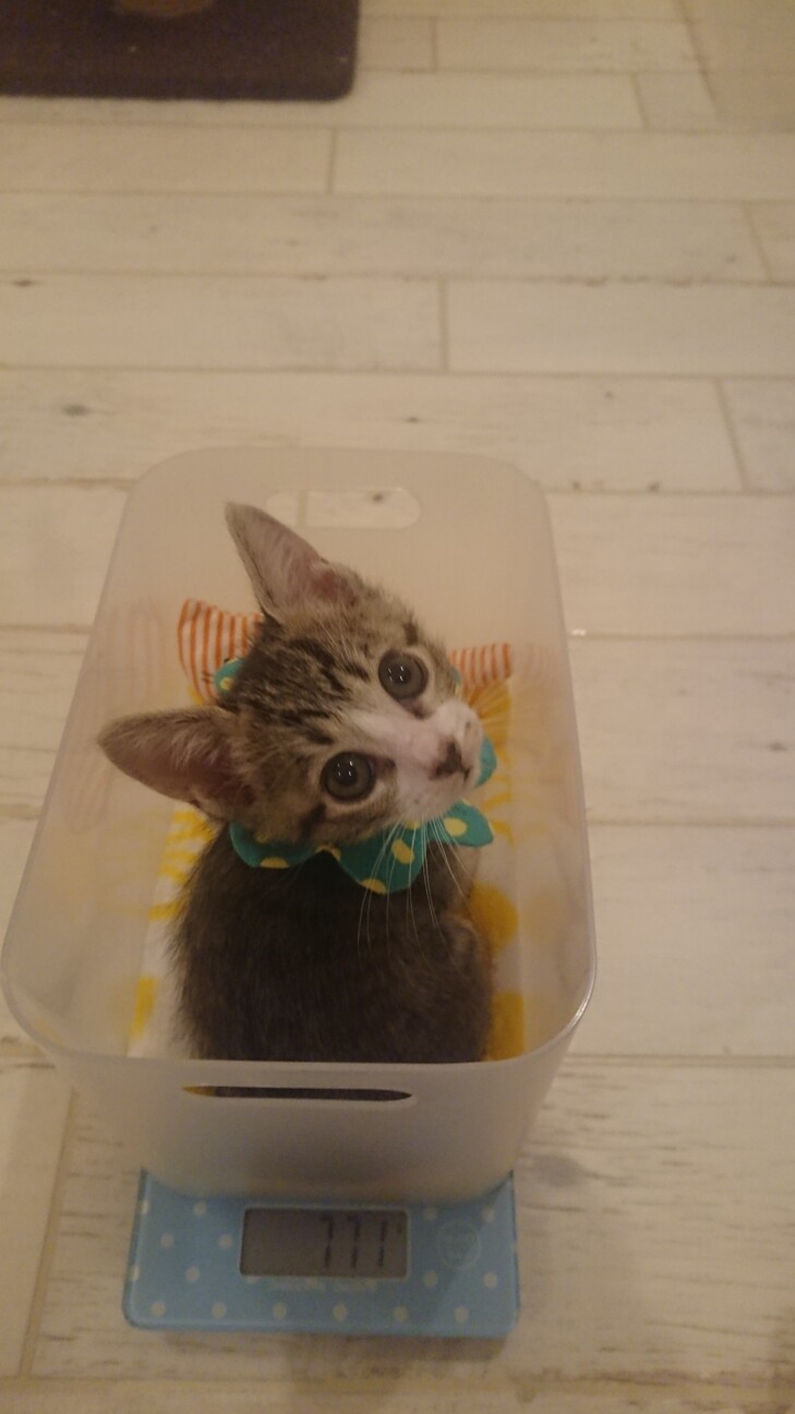 甘えん坊さんなキジシロの女の子（もうすぐ2ヶ月） サムネイル4