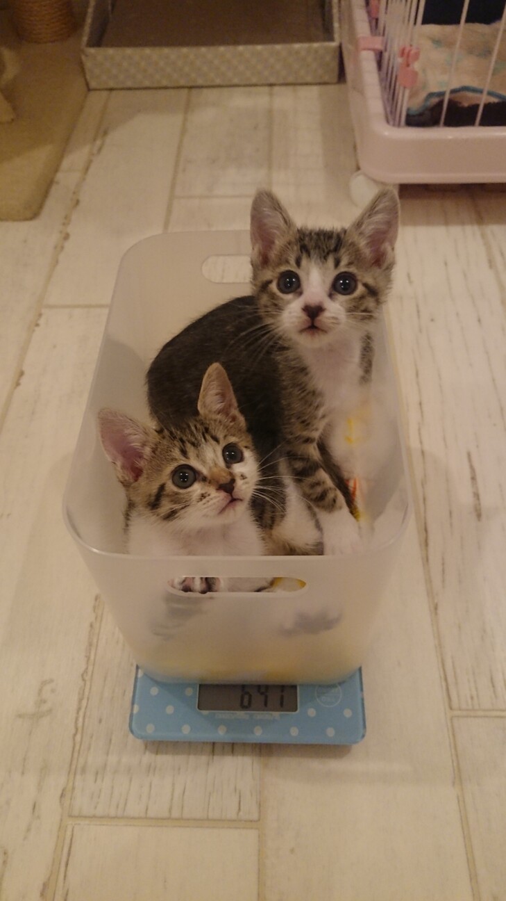 甘えん坊さんなキジシロの女の子（もうすぐ2ヶ月） サムネイル7