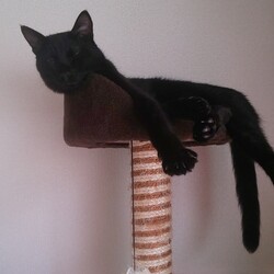 「Genki過ぎる猫」サムネイル2