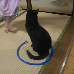 「Genki過ぎる猫」サムネイル3