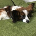 パピヨン　3歳