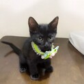 レオくん(仮) 〜ハンサムな黒仔猫〜