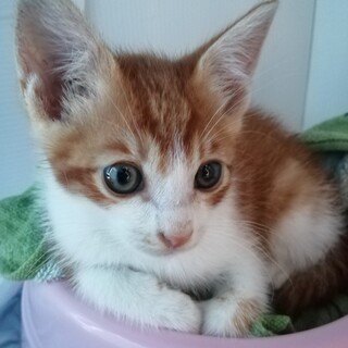 かわいい茶白ちゃん