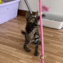 人慣れバツグン♡かわいいマーボーくん