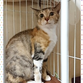 まん丸お目目の三毛猫☆1歳