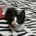 家族になってください