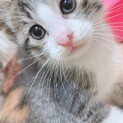 サバシロ♂1ヶ月半