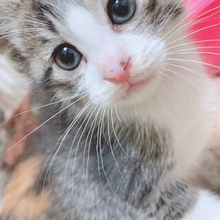 サバシロ♂1ヶ月半