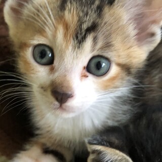 ミケ♀1ヶ月半くらい4兄弟