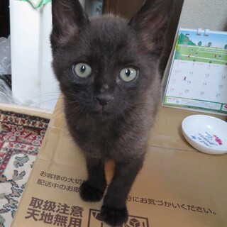 約60日♂体はグレー耳手足尻尾がクロです