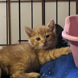 ありがとうございました★ちびっこ茶虎の　りくちゃん