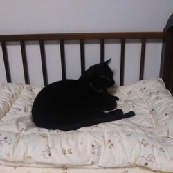 臨月に入りました