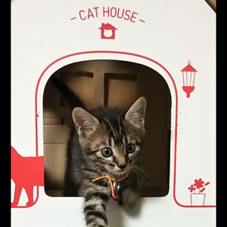 可愛い！ 姉妹の 一花ちゃん、二葉ちゃんです。