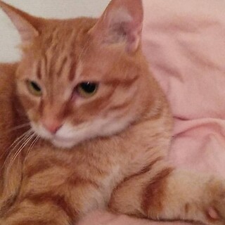 ふわふわで とても綺麗な 茶トラの なつめちゃん