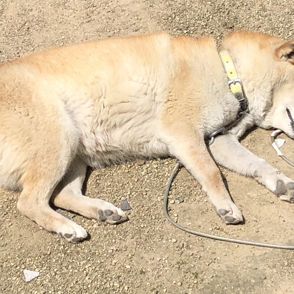 いそざきまいちゃんのカバー写真