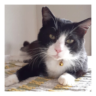 トライアル決定しました。ありがとうございました