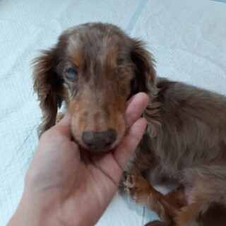 片目のまいちゃん☆