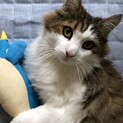 ノルウェージャンフォレストキャットのシグルズ