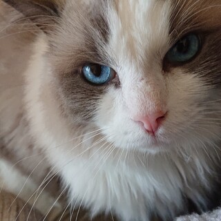 ラグドール  みん