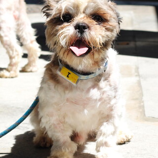 譲渡対象犬の紹介です　525-1