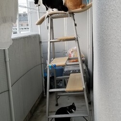 脚立が猫のキャットタワーに