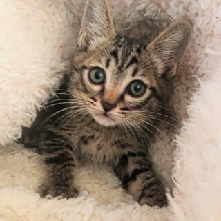 家族にしてください 1・5ヶ月 4兄妹