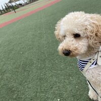 ぽんた