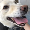 里親決定しました☆ミックス犬柴犬