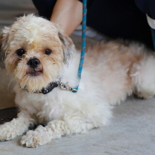 譲渡対象犬の紹介です　525-2