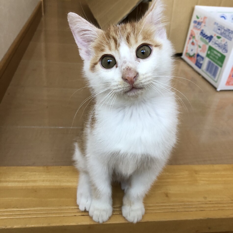 サクラのカバー写真