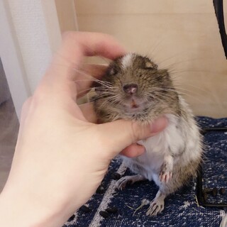 デグー (パイド)