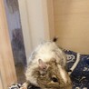 デグー (パイド) サムネイル2