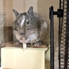 デグー (パイド) サムネイル3