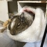 デグー (パイド) サムネイル4