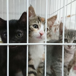 「直球シリーズ」サムネイル3