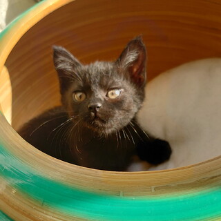 黑猫の〝メイちゃん〟です♪