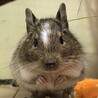 デグー (パイド) サムネイル5