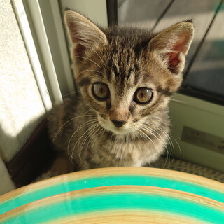 子猫の〝さつきちゃん〟です♪