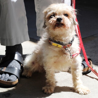 譲渡対象犬の紹介です　525-3