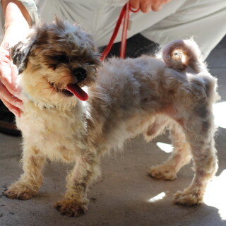 譲渡対象犬の紹介です　525-4