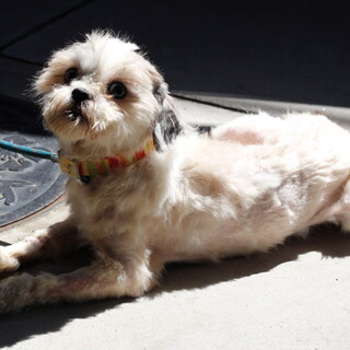 譲渡対象犬の紹介です　525-5