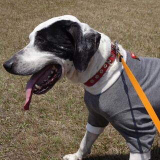 イケメンのポインター君