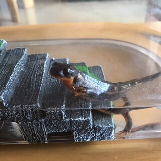 アカハライモリの里親決定しましたm(_ _)m